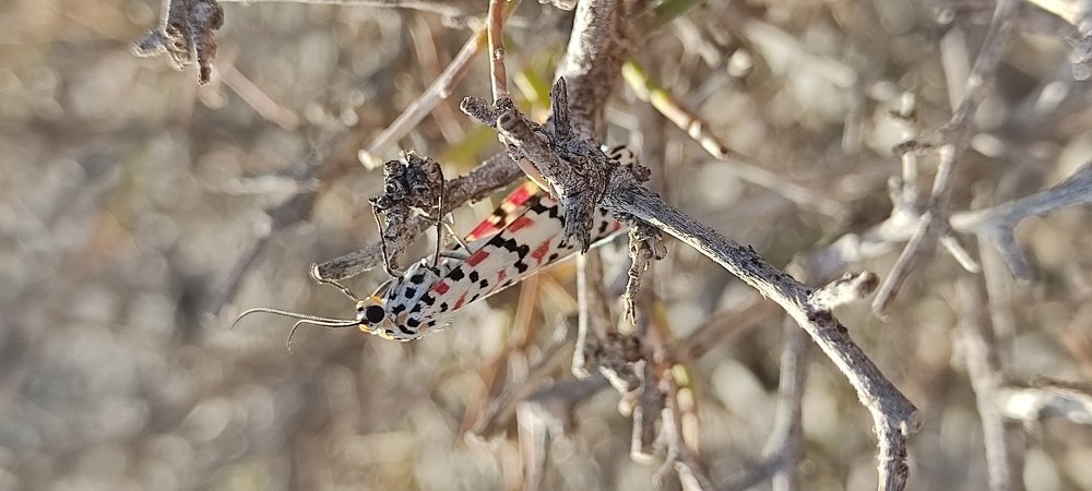 Photograph by Abderrahim Choukri
