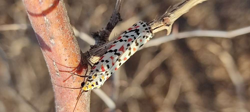 Photograph by Abderrahim Choukri