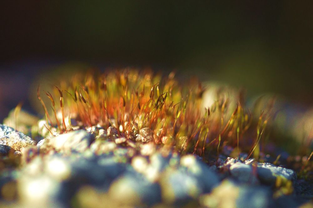 Photograph by Lydia Hebras