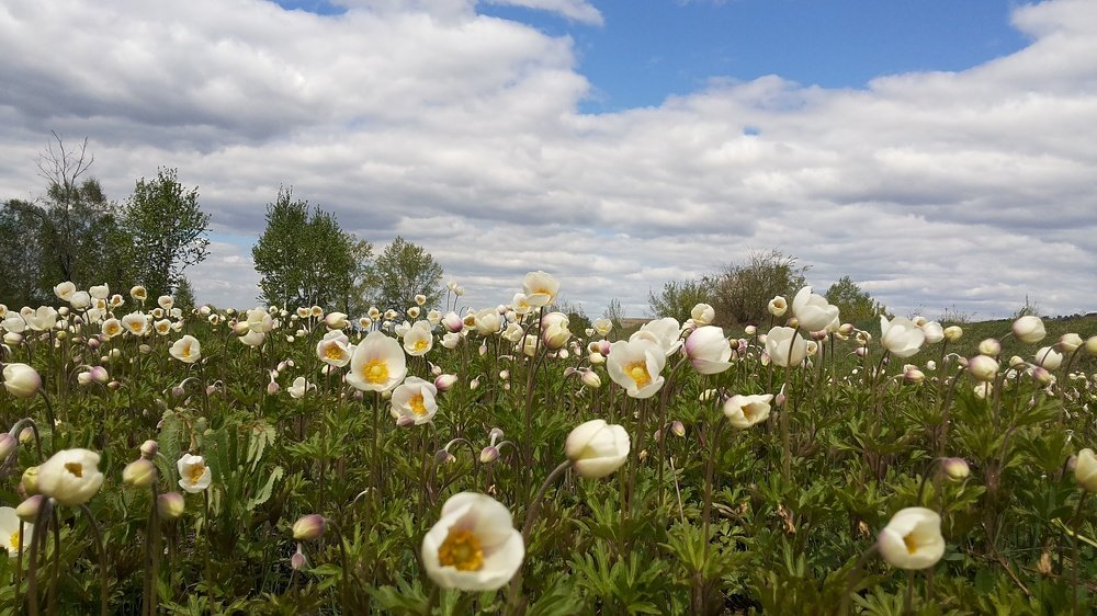 Белое кружево
