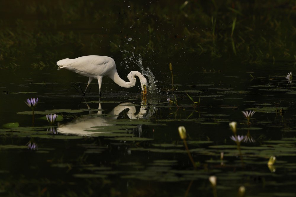 Photograph by Biranchi Sahu