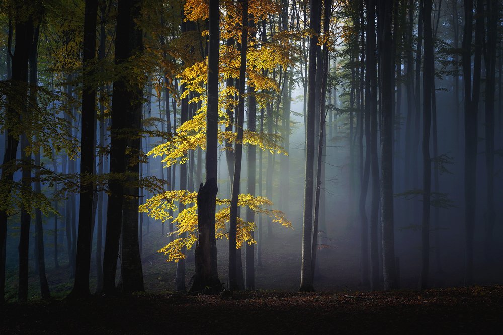 Photograph by Alex Coman