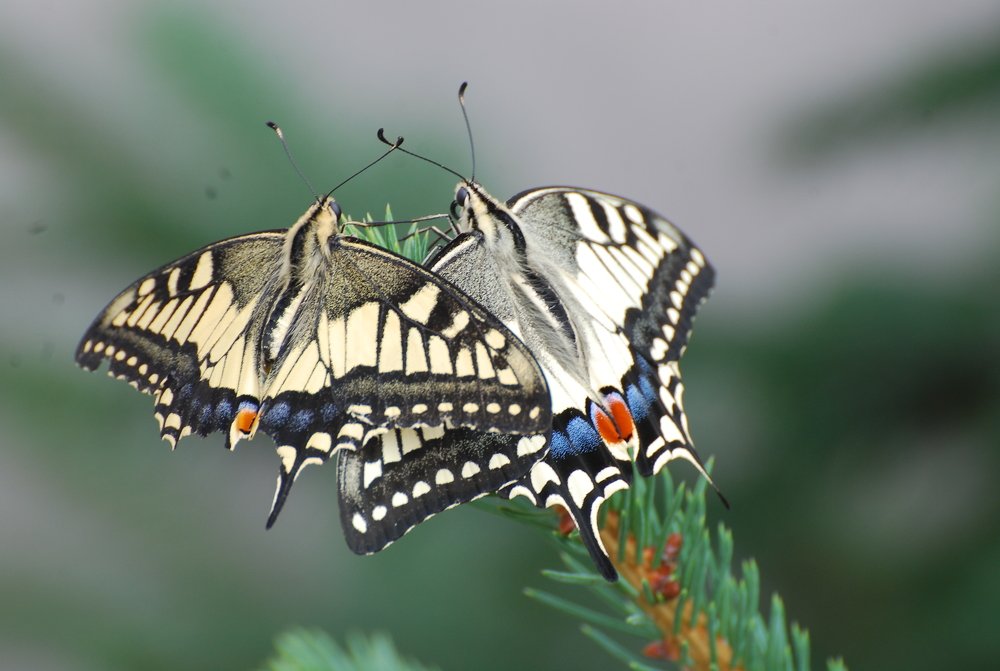 Photograph by Оксана Трофименко