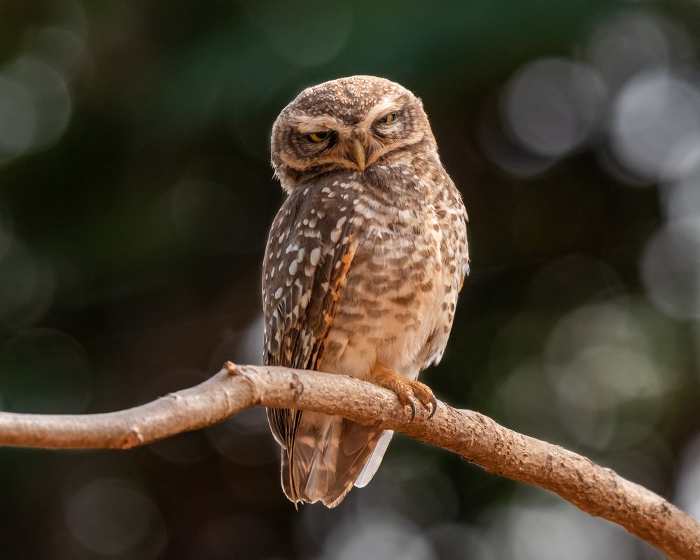 Spotted Owlet Sleeping