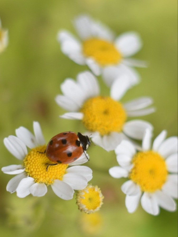 Ромашковая дорога