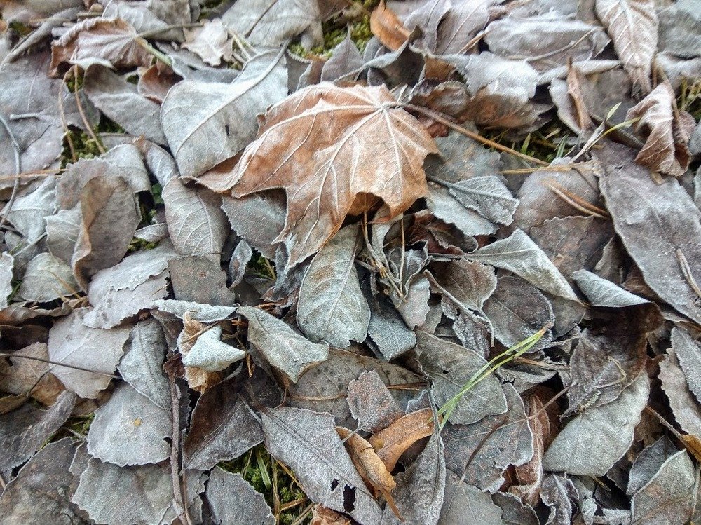 Сухие листья. Поздняя осень.