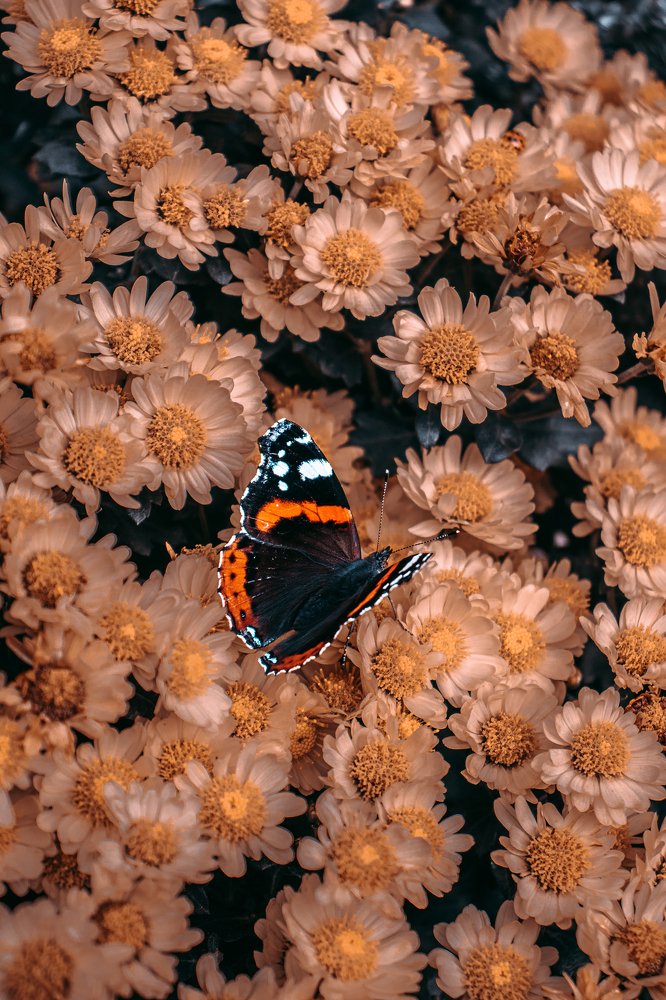 Фотография автора Daria CappuccinKo