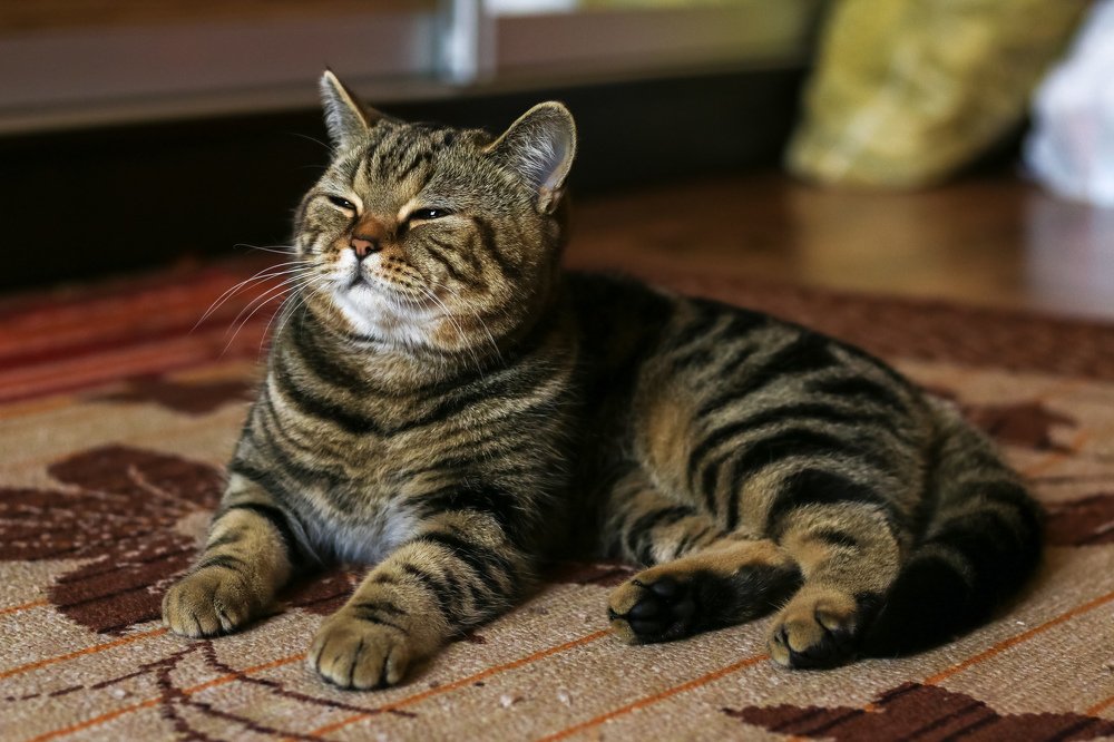 Photograph by Елена Вторникова