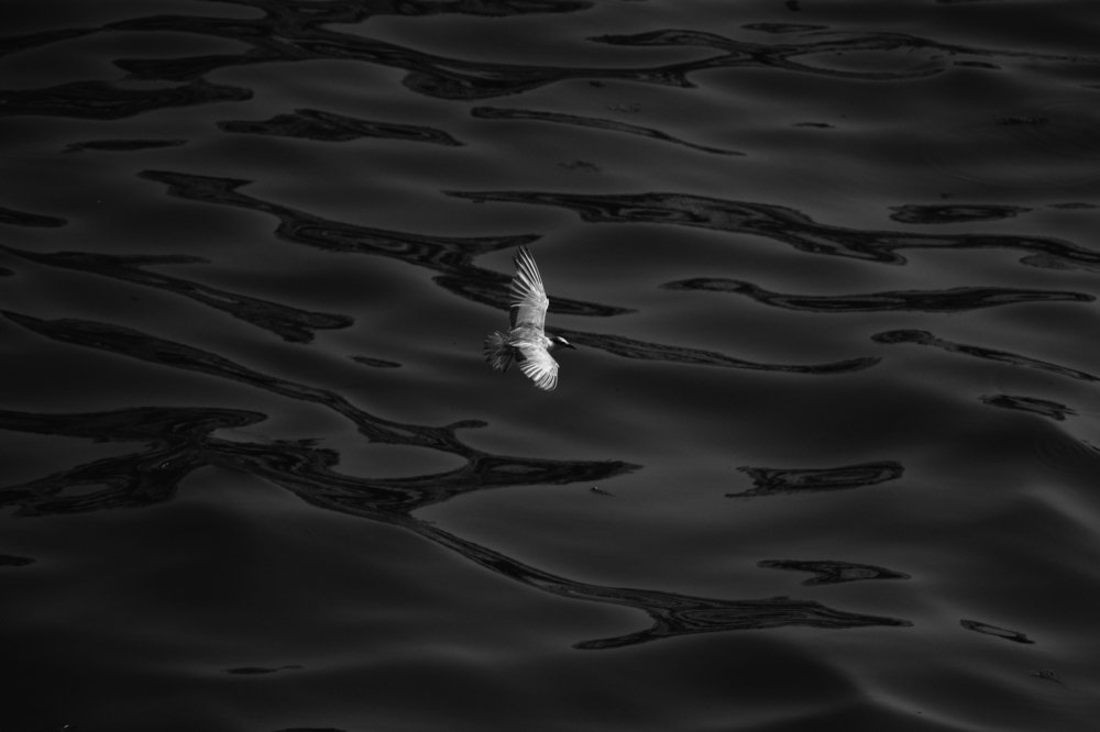 Photograph by soheila soheila
