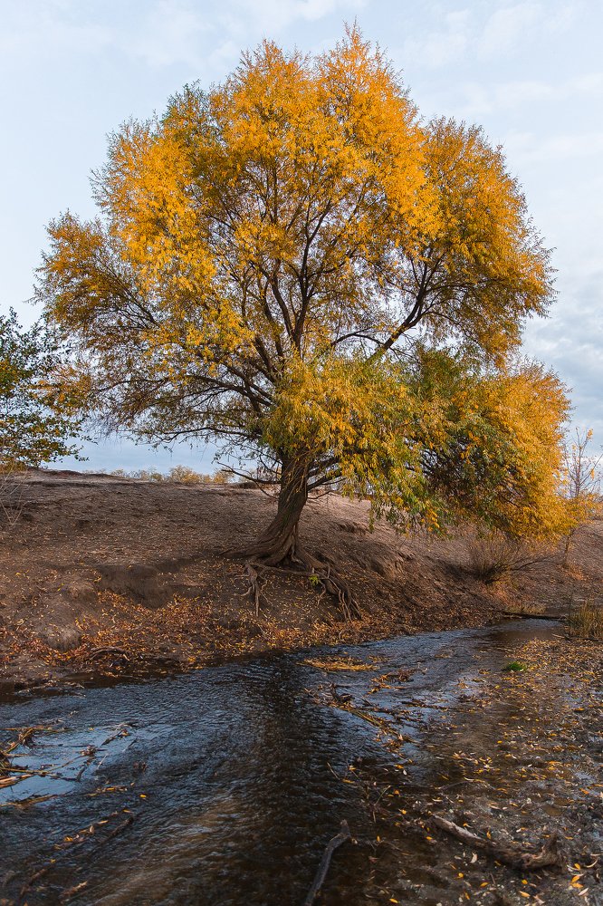 Photograph by Алексей Черенков