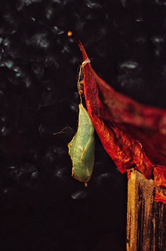 Photograph by Кристина Великанова