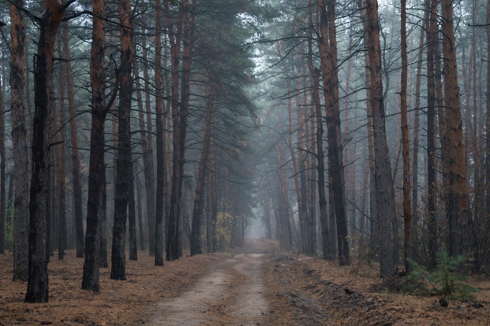 Photograph by Светлана Гок