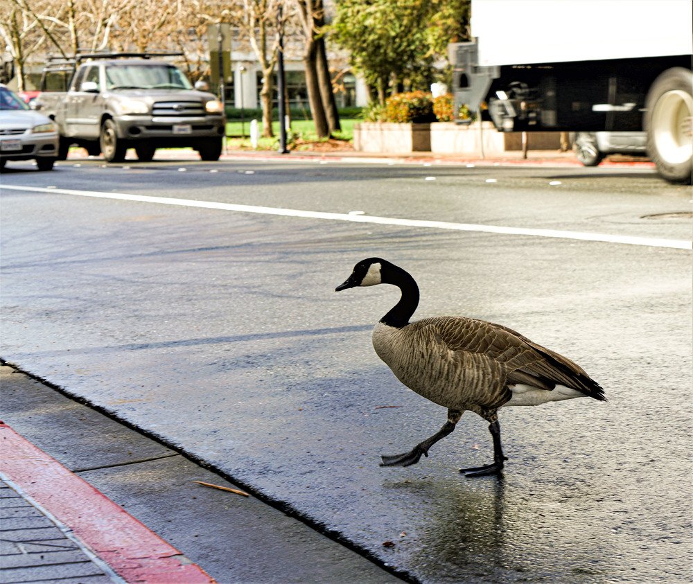 Photograph by Владимир Гречанинов