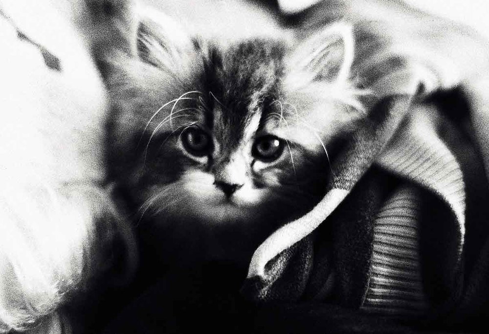 Photograph by Игорь Пшеничников