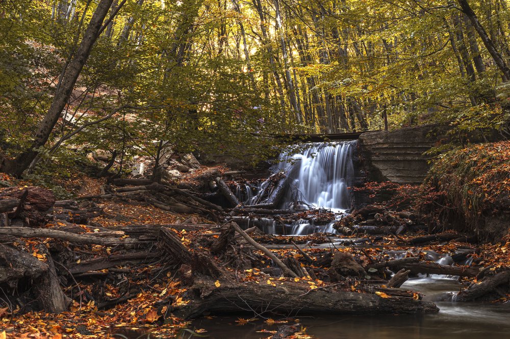 Осень в Таманском лесу