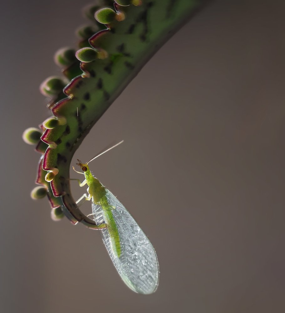 Photograph by Тарасова Ольга