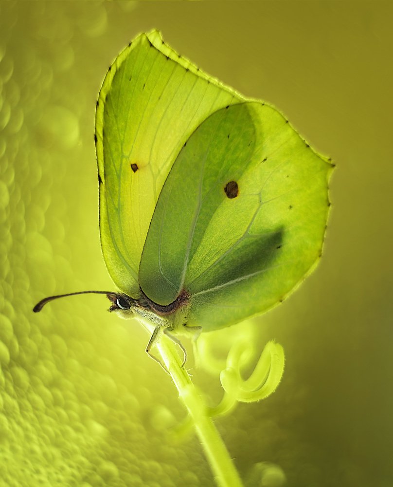 Photograph by Тарасова Ольга