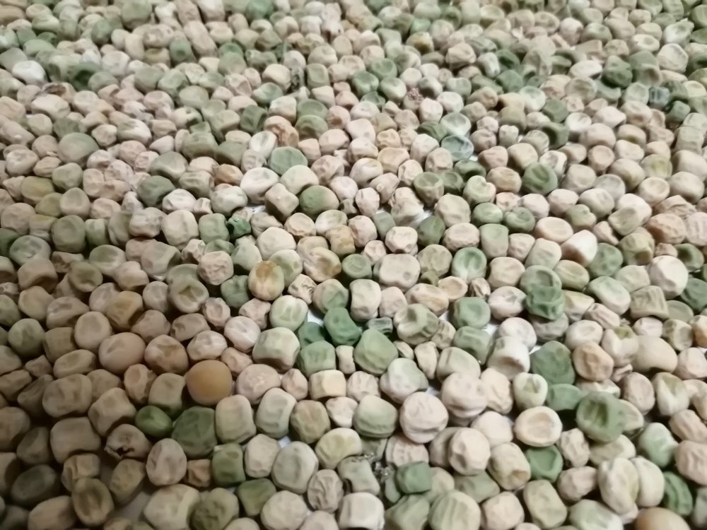 Высушенный зелёный горошек