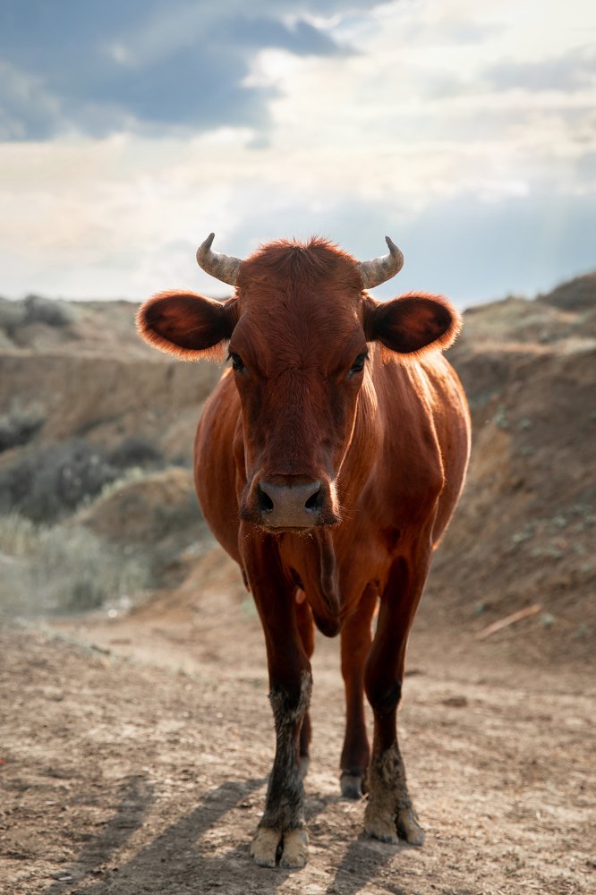 Photograph by Ирина Подгорная