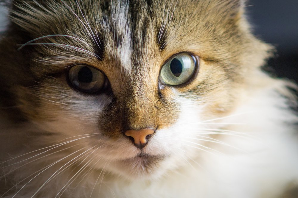 Photograph by Николай Мокшин