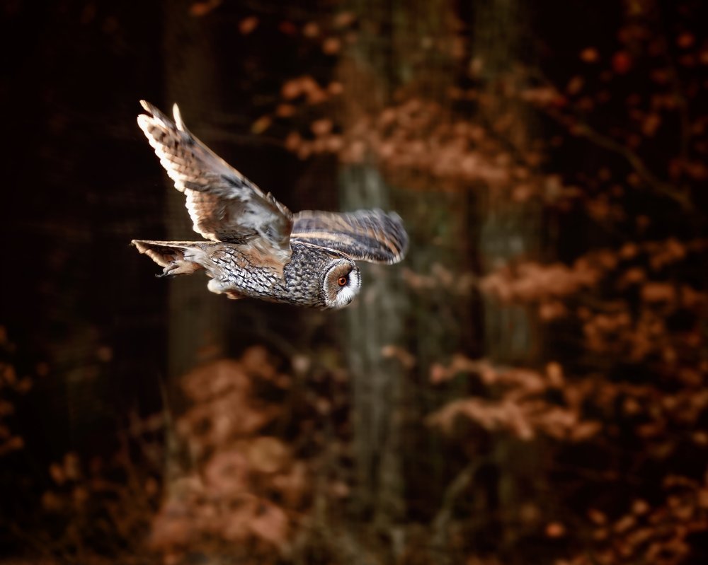 Фотография автора Michaela Firešová