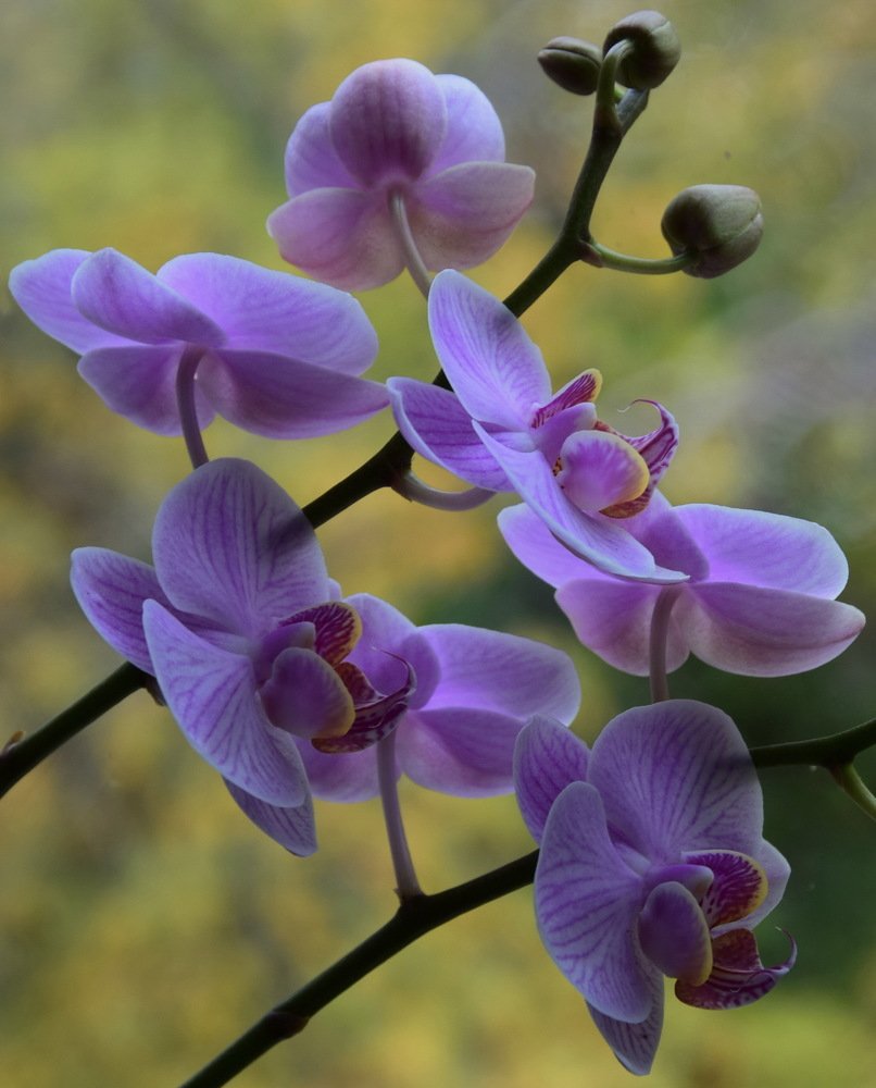 Photograph by Galina Leskova