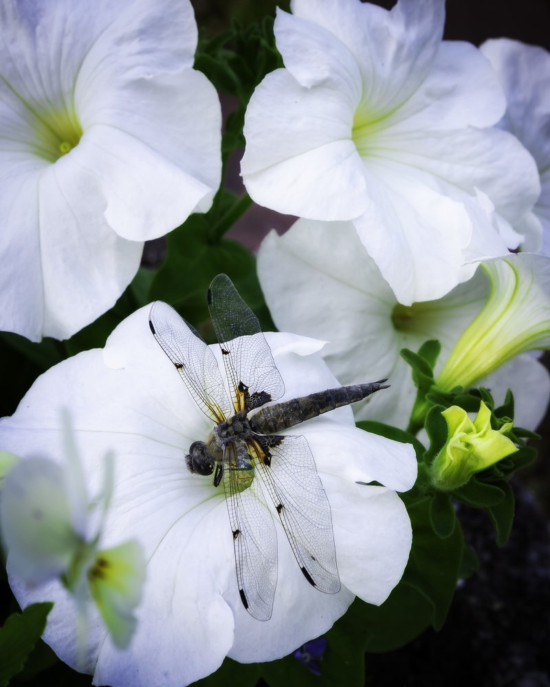 Photograph by Anna Sindikayeva