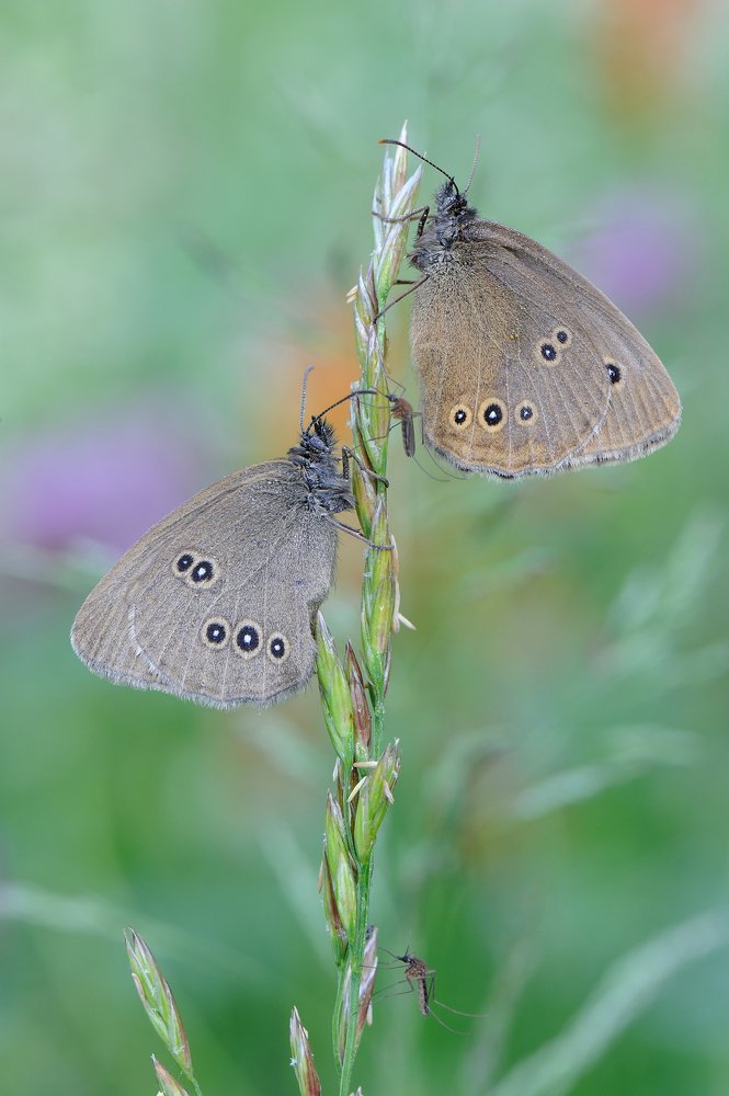 Дамы и кавалеры.