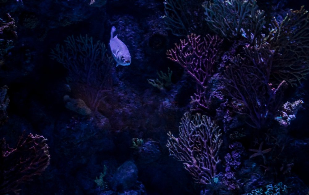 Photograph by Ali Abu Ras