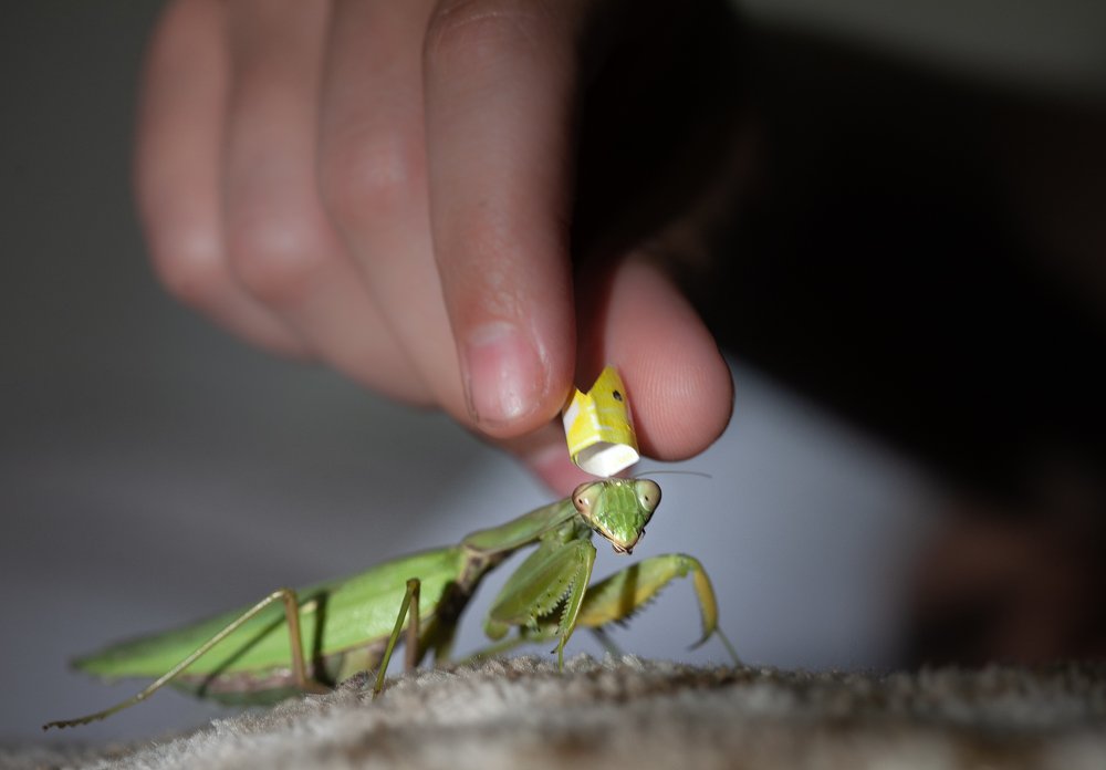 Photograph by Анна Чехарина