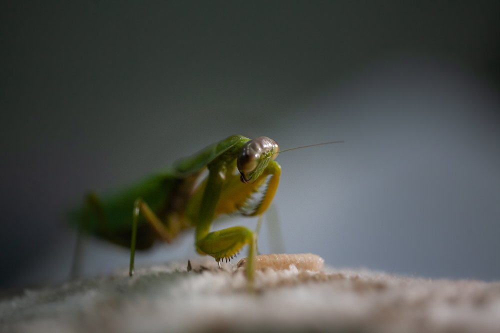 Photograph by Анна Чехарина