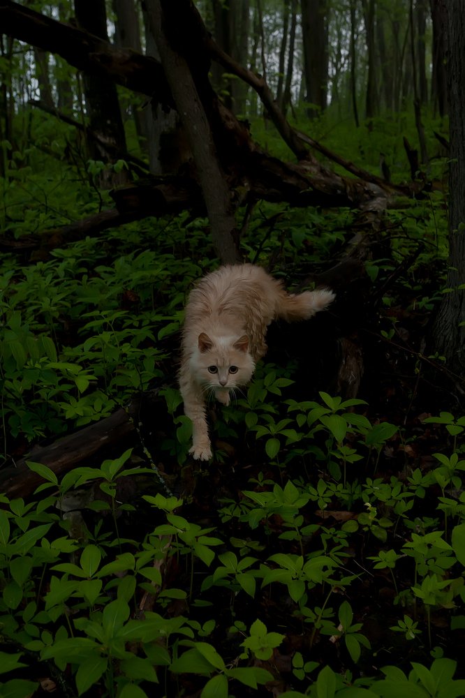 Хранитель леса