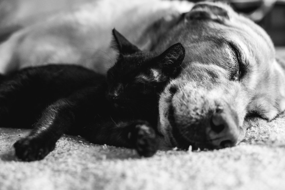 Photograph by Gisela Rasquela