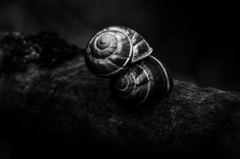 Photograph by Максим Митченко