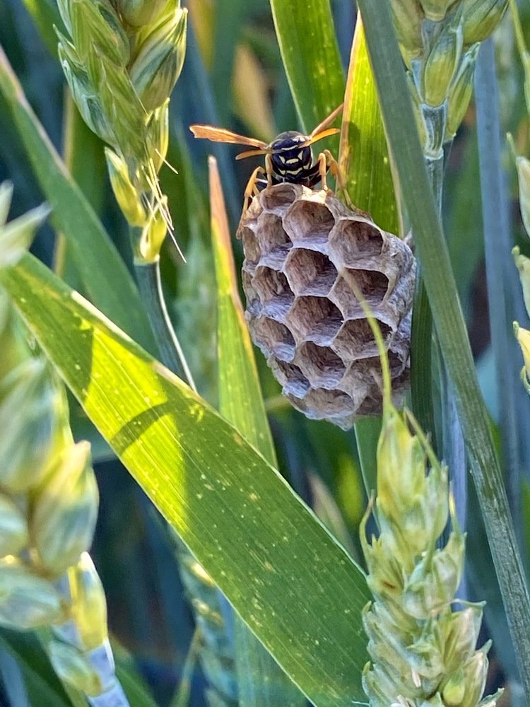 Photograph by Елена Гарибян