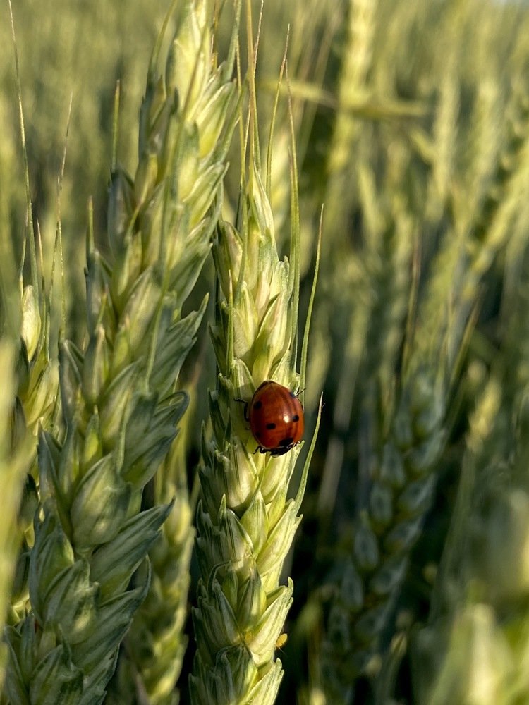 Photograph by Елена Гарибян