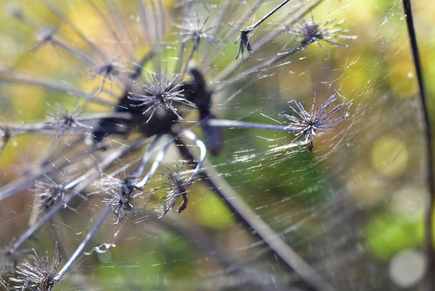 Photo #5210327