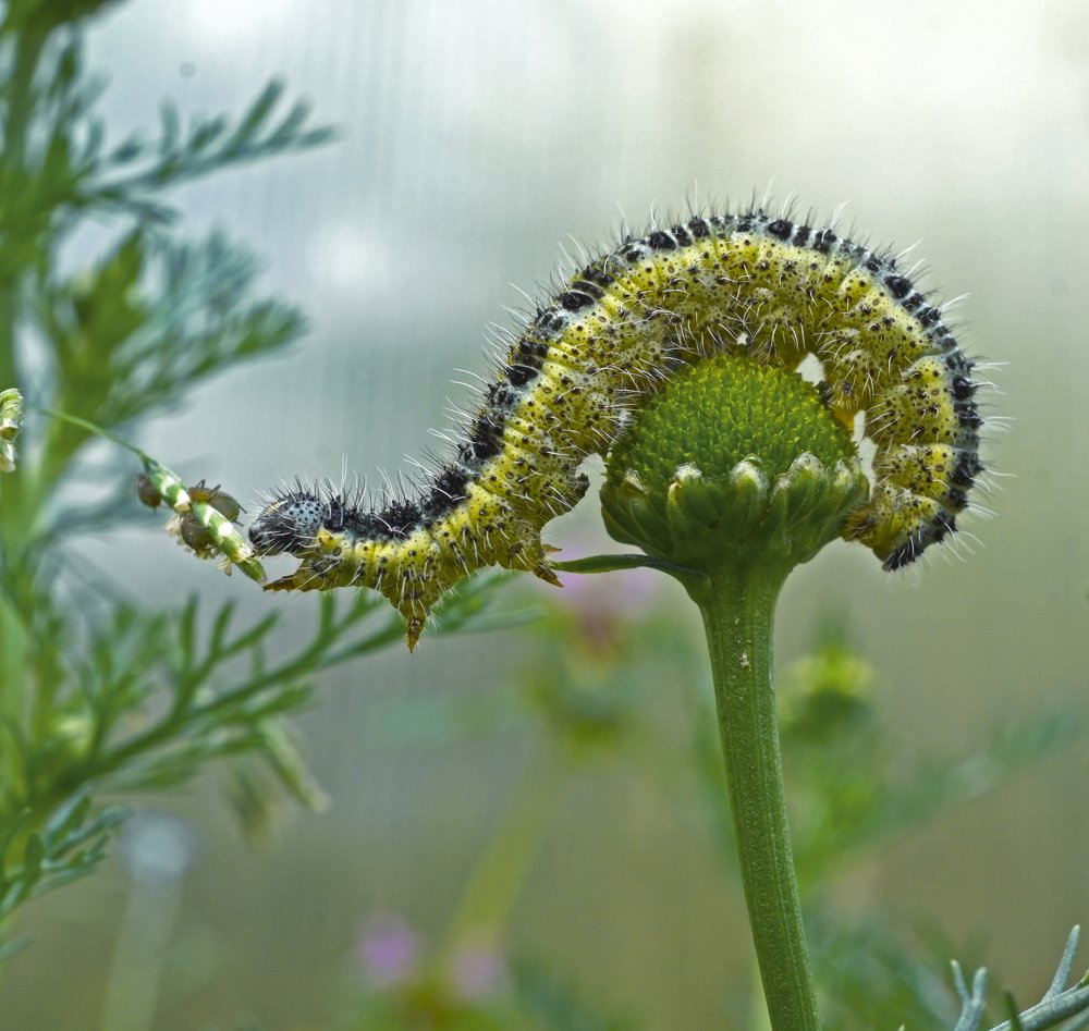 Photograph by Мария Загоревская