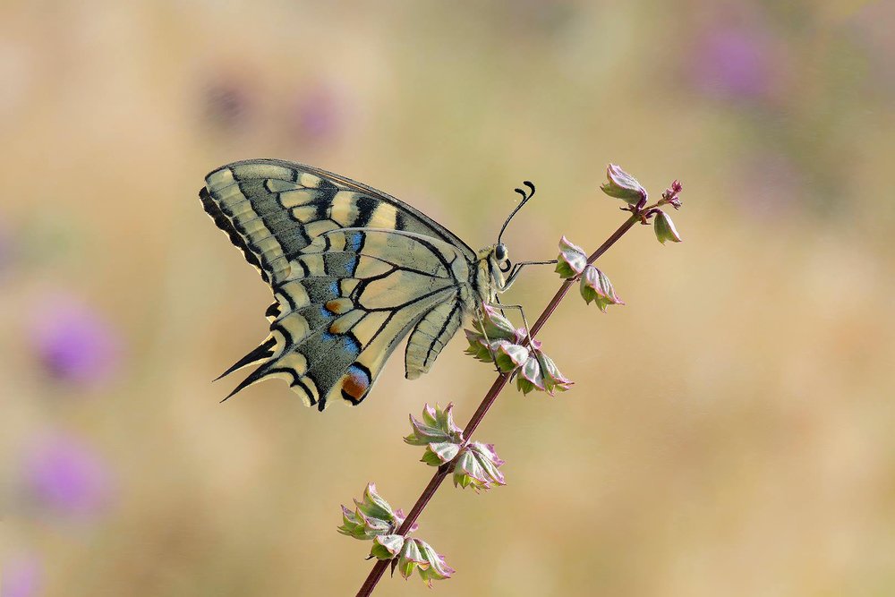 Papilio machaon