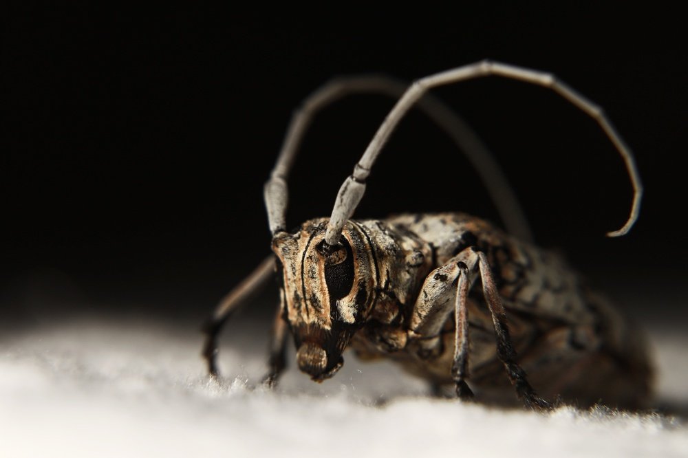 Photograph by Mizael Palomeque