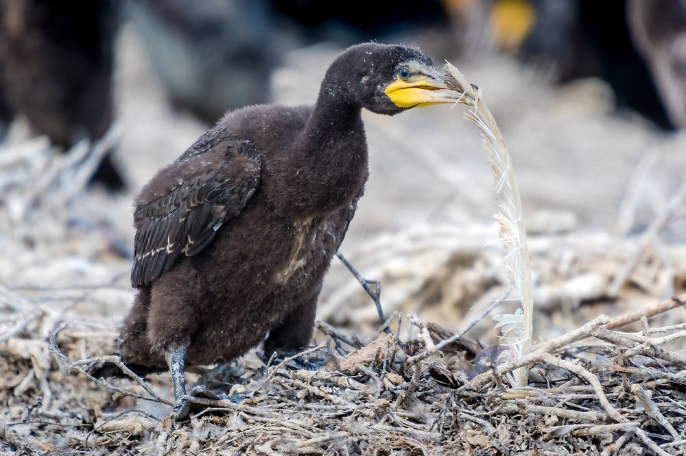 Photograph by Александр Абросимов