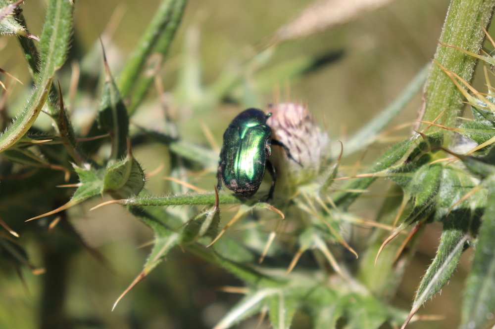 Photograph by Elif Valeriya Martinec