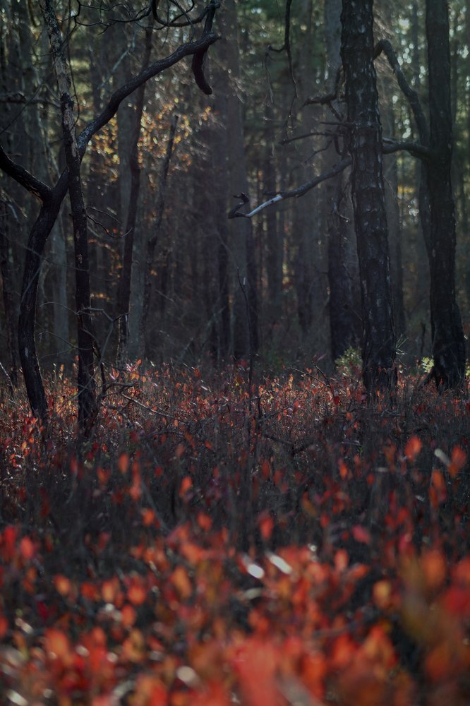 Photograph by Alisa Bryz-Gornia