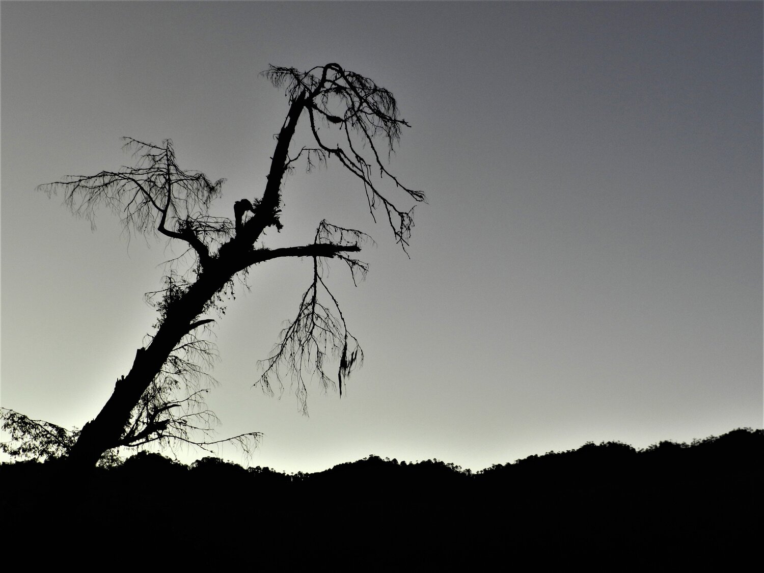 Photo #5211126