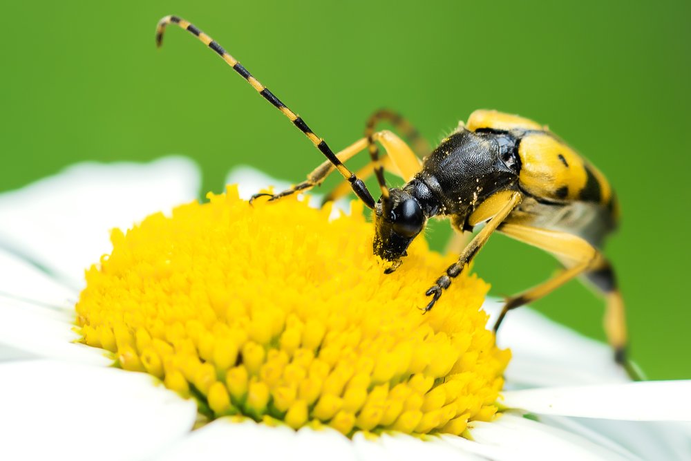 Сладкое солнышко