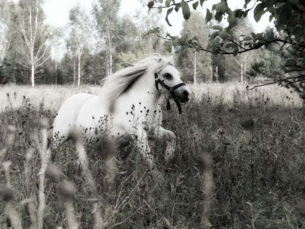 Photograph by Elena Starodvorskaya