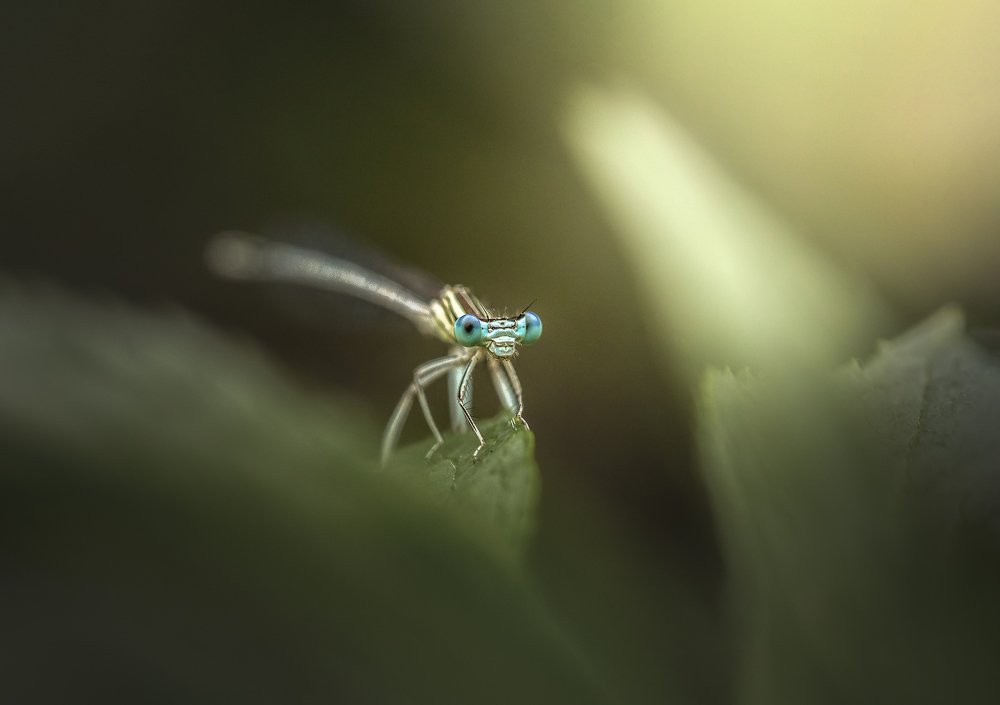 Photograph by Tiago Marques