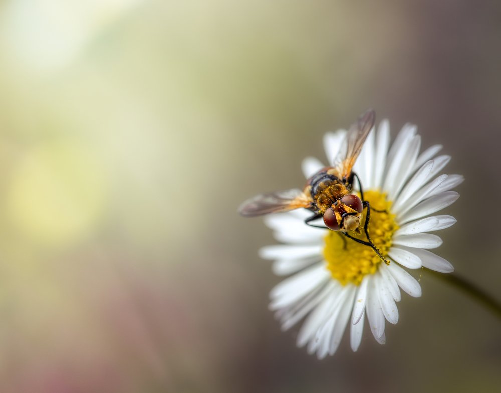 Photograph by Tiago Marques