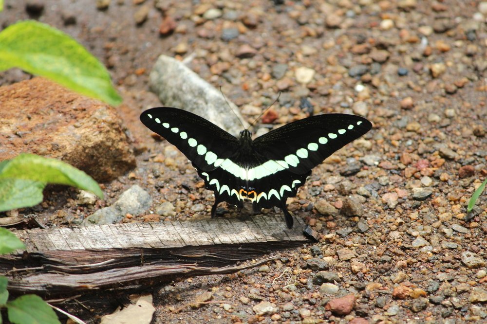 Photograph by Santosh Kottary