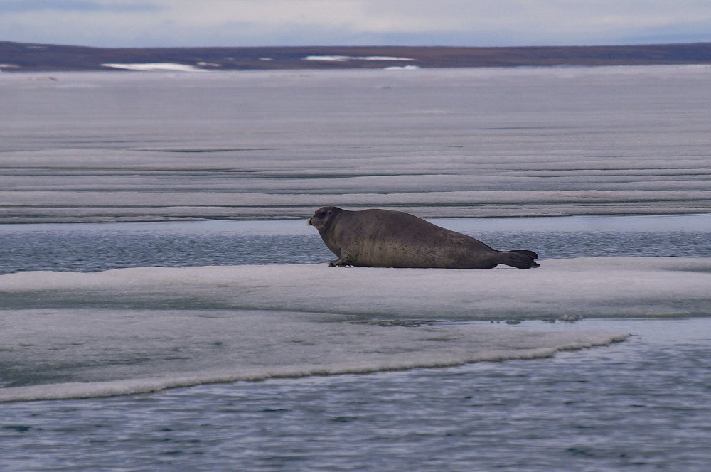 Photograph by Алексей Логинов